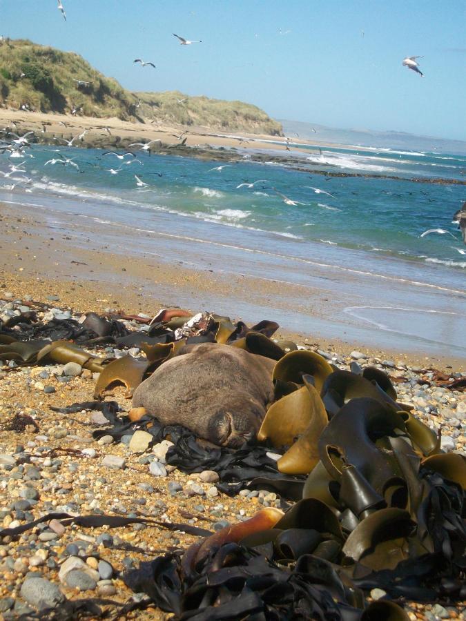 Catlins Retreat B & B Owaka エクステリア 写真